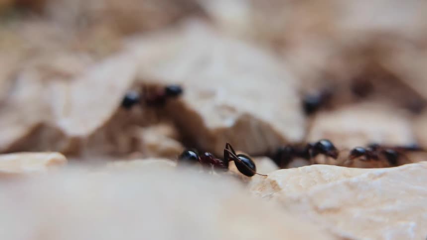 Ants crawl over the rocks