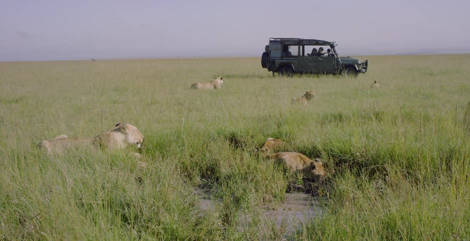 A pride of lions are laying next to a jeep