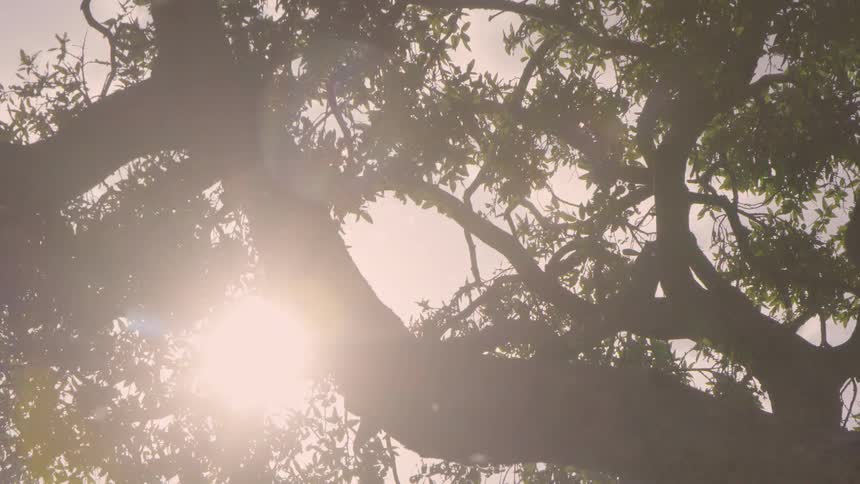 The sun shines through tree branches