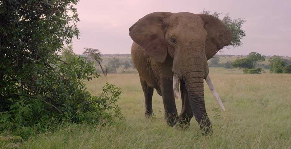 A large elephant eats large amounts of grass
