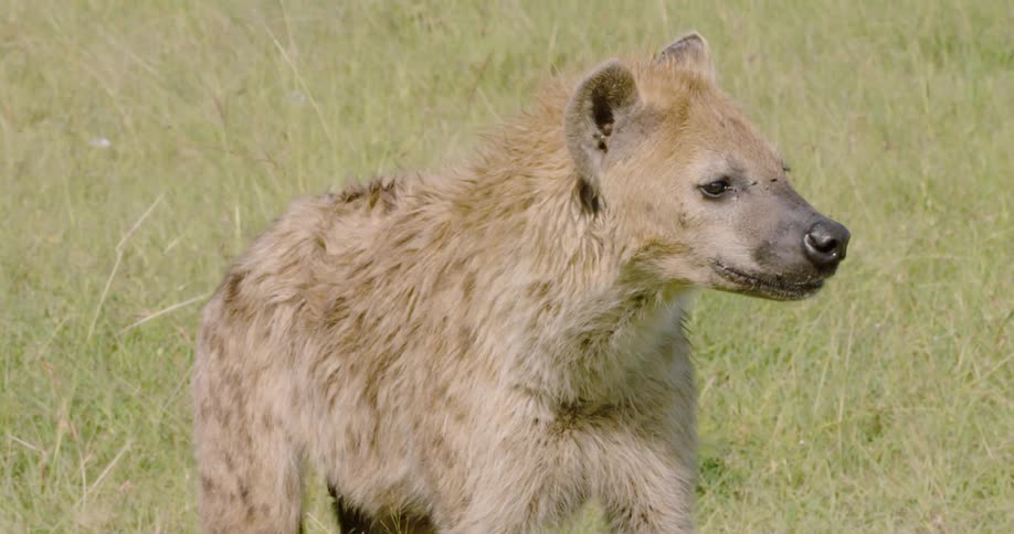 A hyena stands in a grassy field