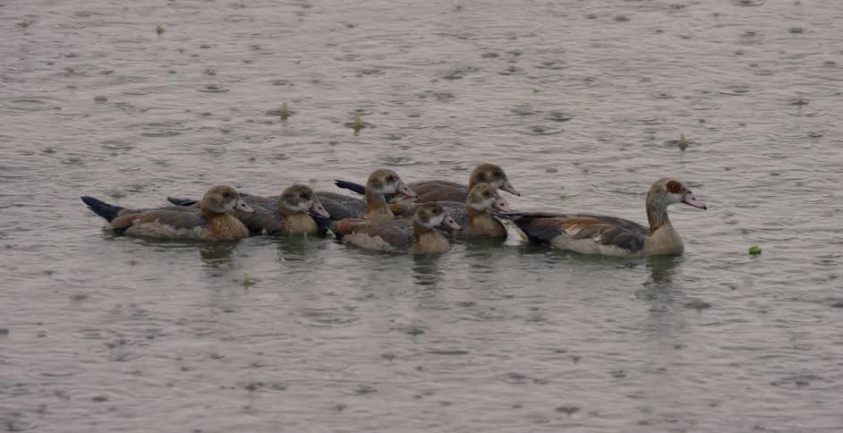 The ducks are swimming slowly in the water as it rains