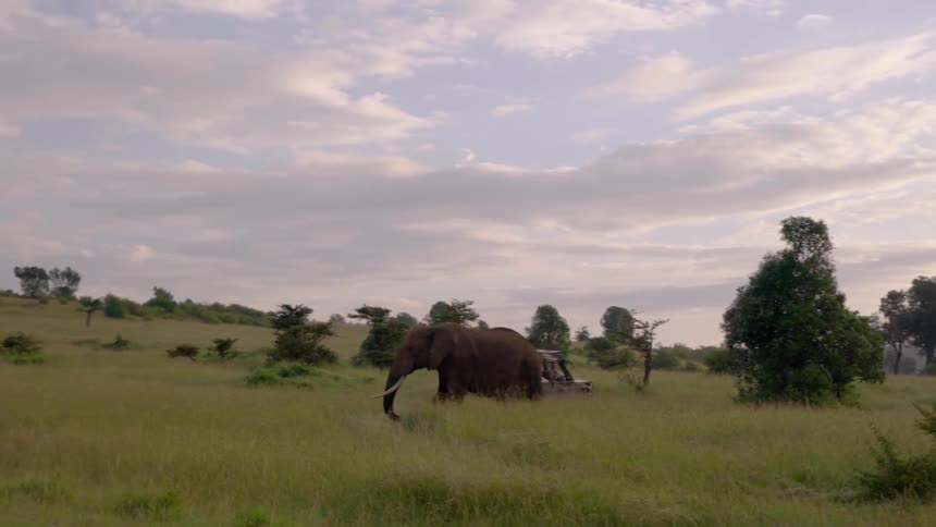 An elephant walks past a jeep