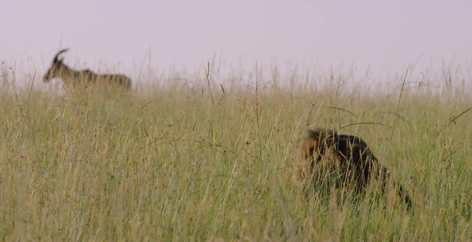 A lion lurks in the grass near a topi