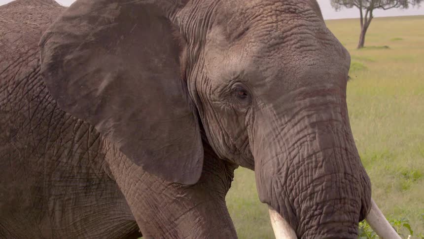 Elephant walks across grassy land