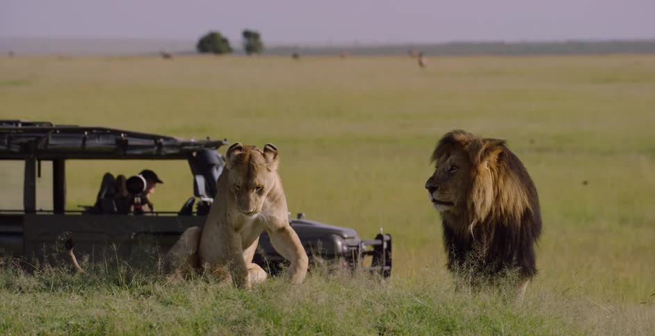 A male and female lion are laying in the grass as a jeep passes behind them