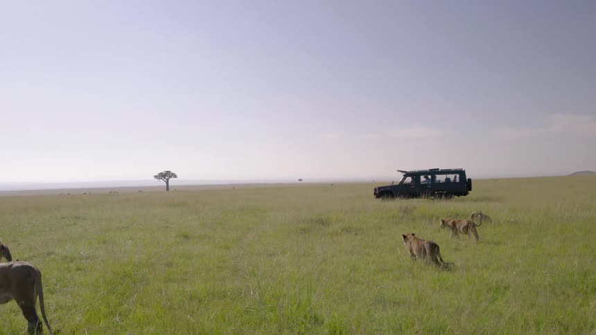 Vehicle travels in a grassy field as tigers walk nearby