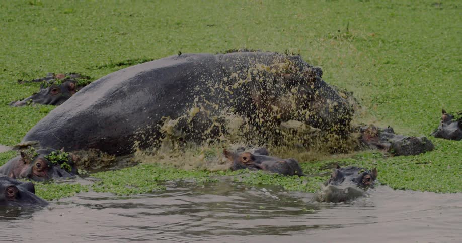 A herd of hippos are splashing around in some water