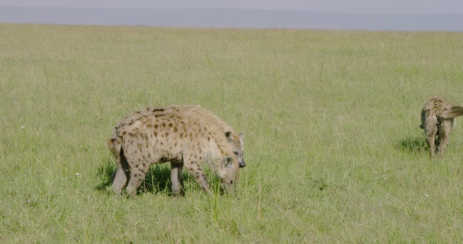 Hyenas sniffing grass
