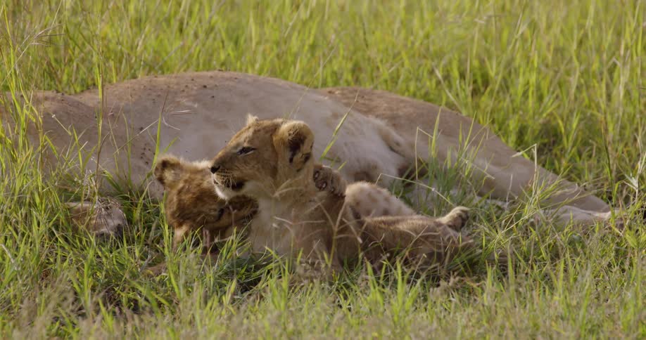 The lion cubs play around near the sleeping parent
