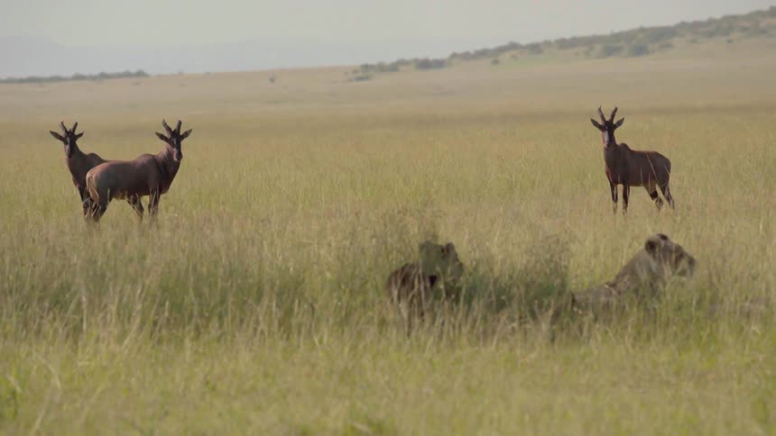 Lions walking and topi running around in the grass together