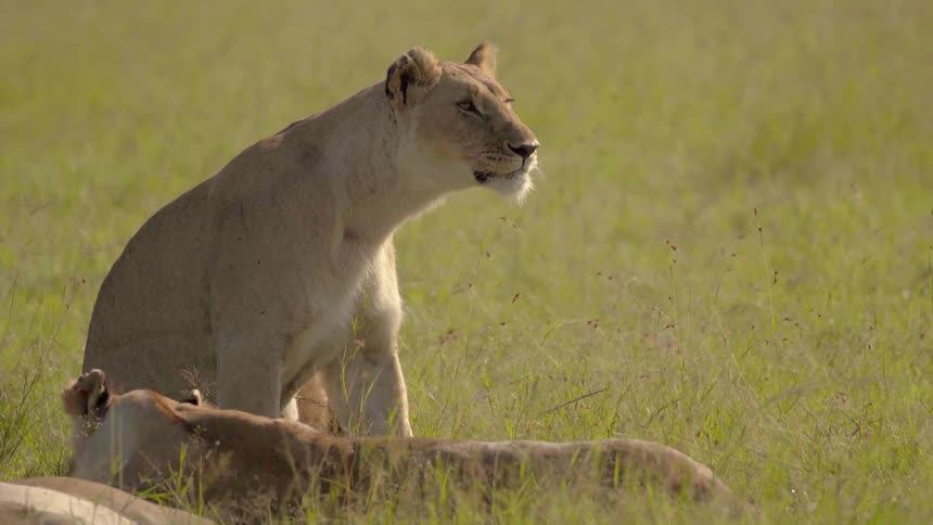 Lions on a grassy field