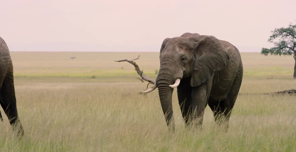 Elephant walks in a grassy field