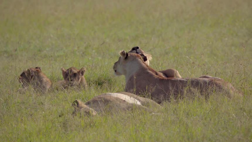 A group of lions lay in a grassy field