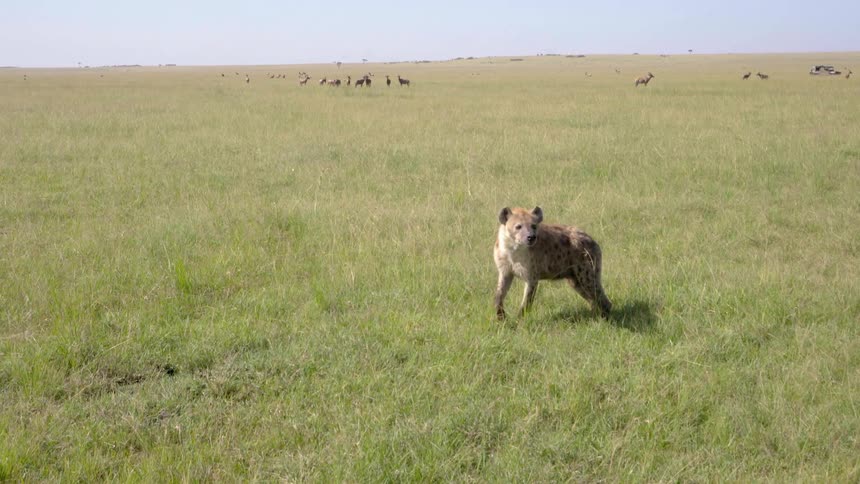 Hyena stands in a grassy field
