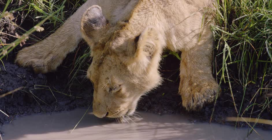 A lioness drinks from a puddle