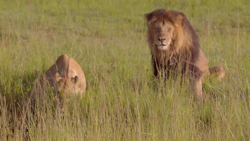Two lions sit in tall grass