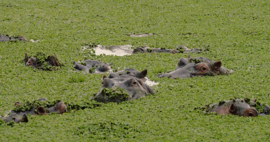 Hippos peer out from an algae pond