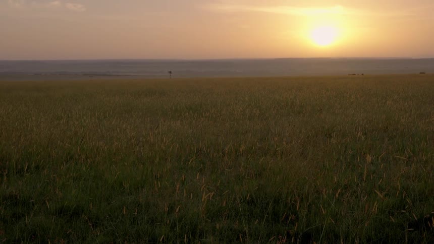 The sun sets over a grassy field