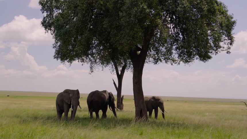 Elephants stand beneath a tree