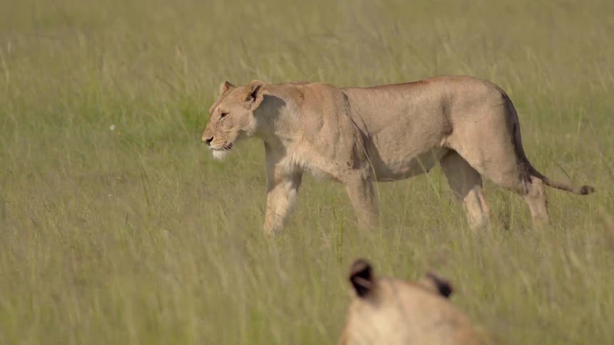 A lion walks slowly in the grass near a resting lion