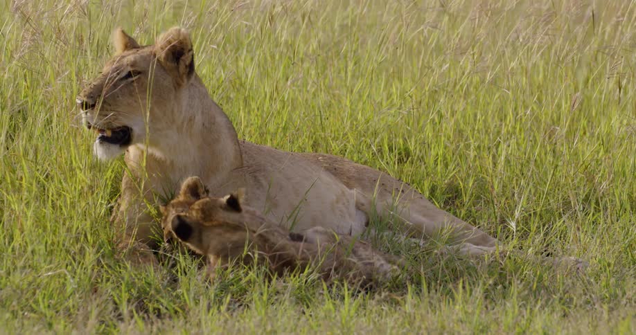 A lioness and cubs lie in a grassy field