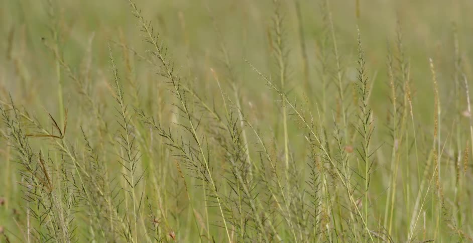 The wind is blowing the tall grass in the sun