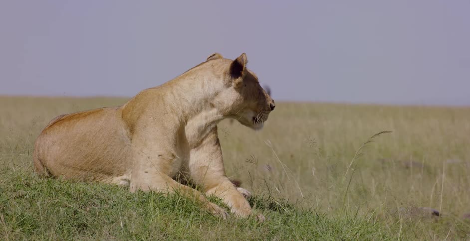 A lion sits on the grass looking around