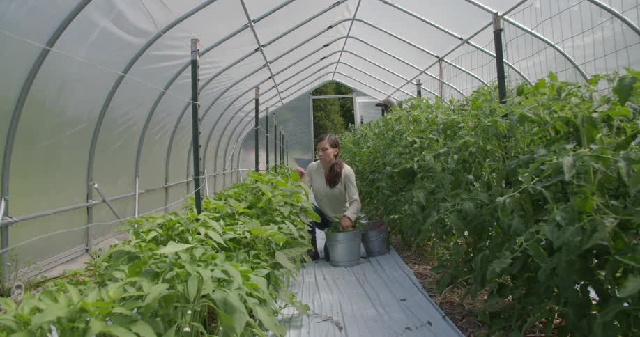 A woman is tending plants in a greenhouse during the day