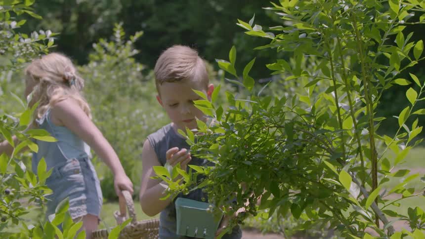 A boy eats the berries he's picking in a garden