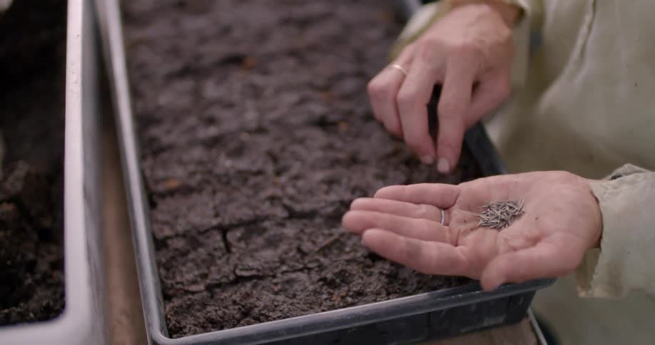 Seeds are planted into a tray of soil