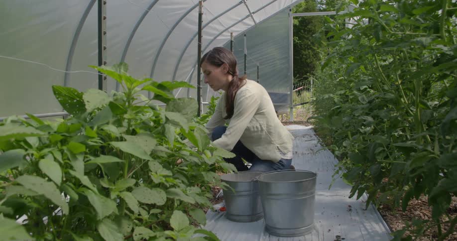 A woman is tending plants in a greenhouse during the day