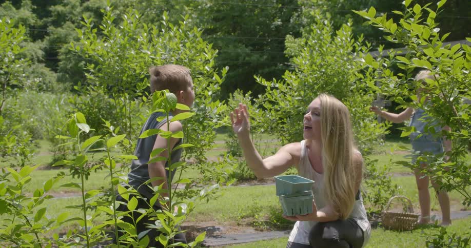 A family picks berries at a berry patch