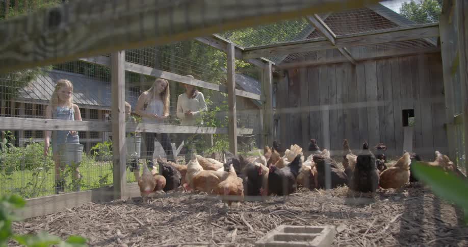 Young girl feeds chickens on a farm