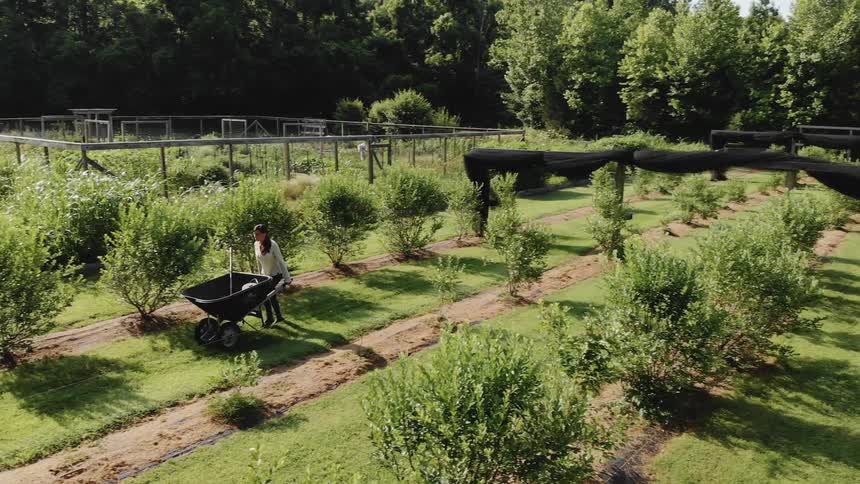 A woman is pushing a wheelbarrow through a garden during the day