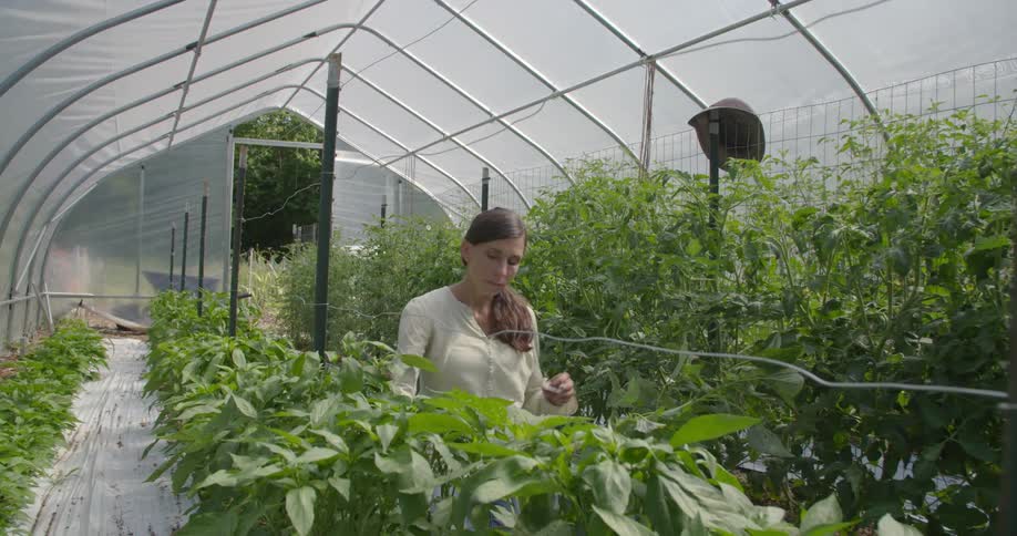 A woman tends to crops in a greenhouse