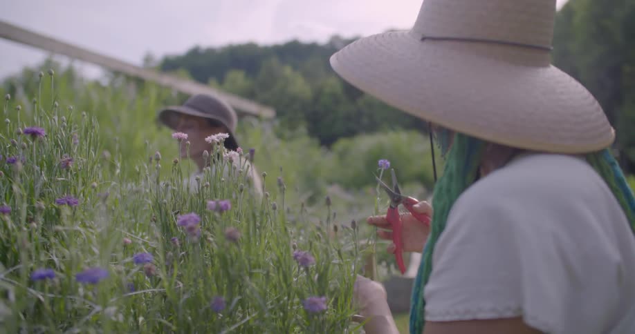 Women work in a flower garden