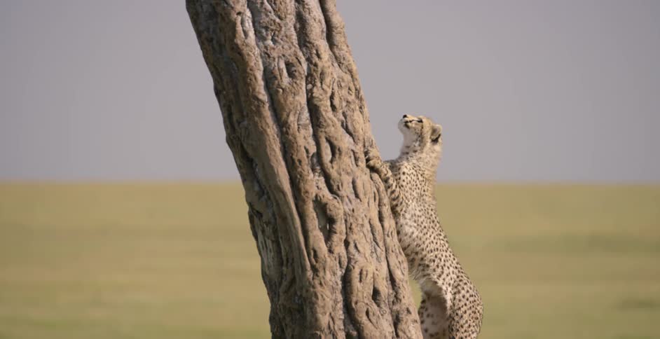 A cheetah is climbing a tree
