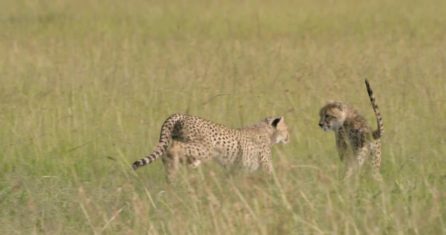 Two cheetahs are playing in the grass during the day