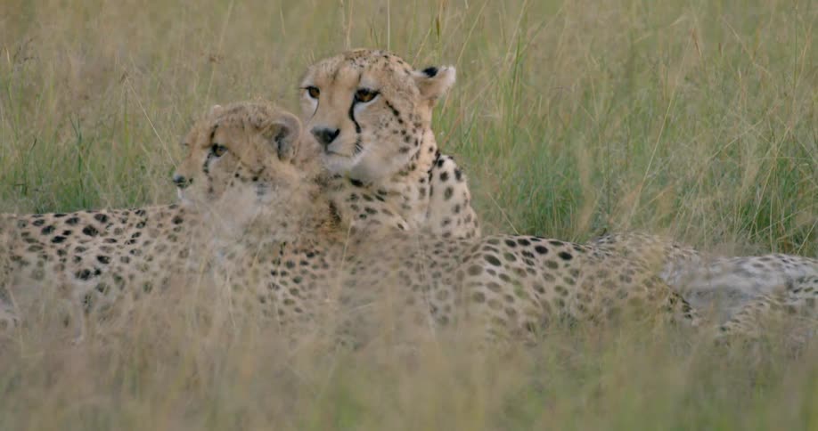 Two cheetahs lay together cleaning each other
