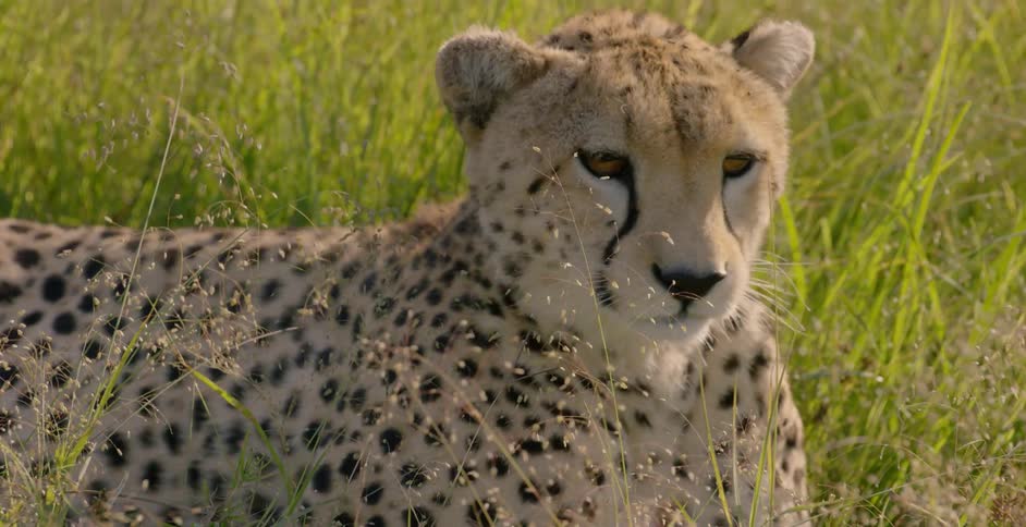 A cheetah is laying in the tall grass
