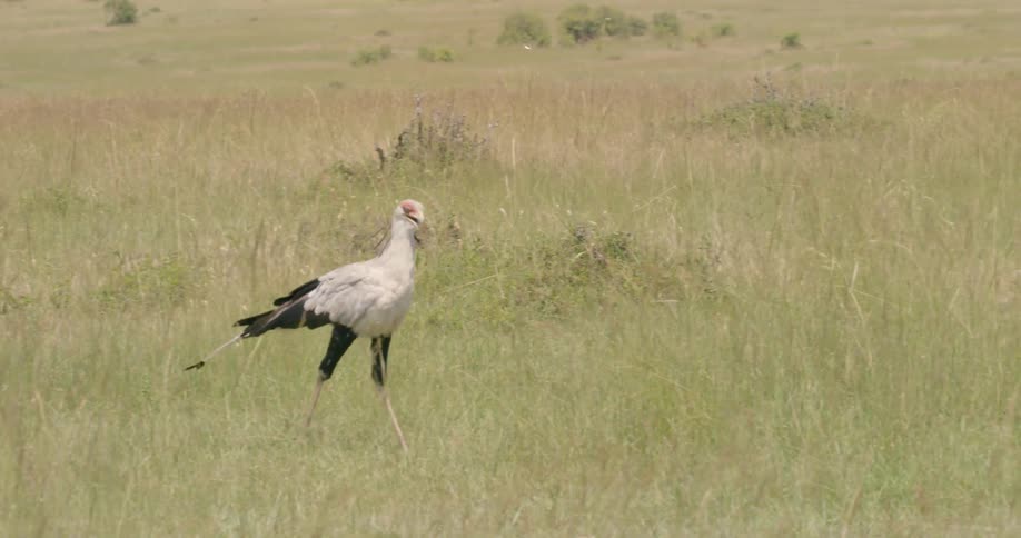 Secretary bird struts down the grass field