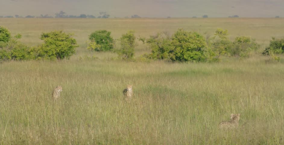Cheetahs in a grassy field