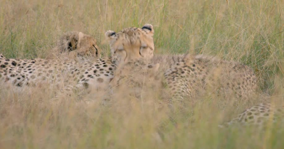 The cheetahs are sleeping and resting together