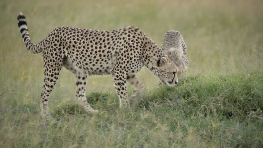 Cheetahs in a field