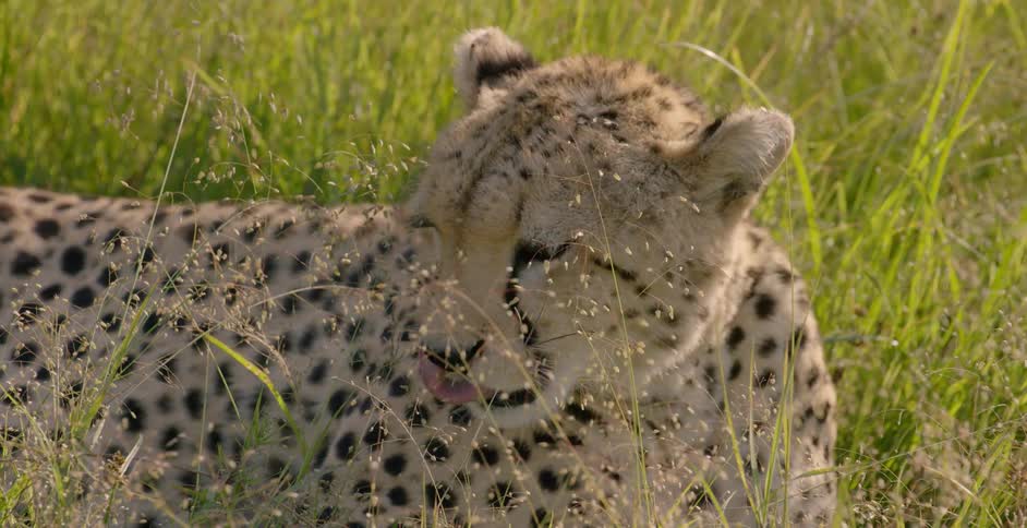 A cheetah yawns in the grass
