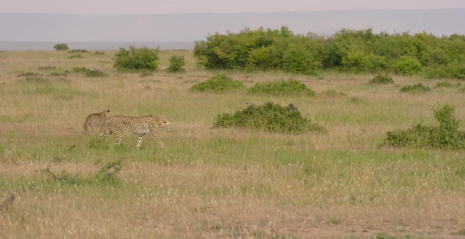 Cheetahs are chasing warthogs