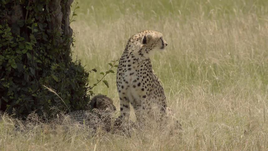 Cheetahs sit under a tree