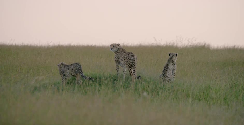 Cheetahs are walking together and looking around