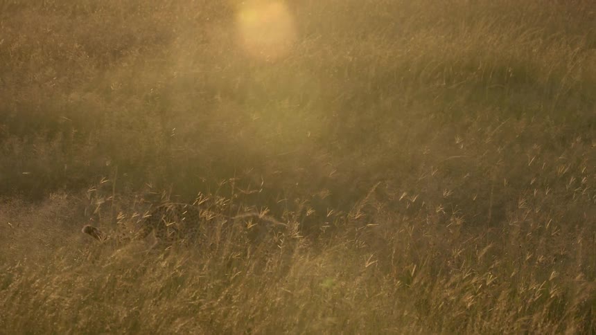 A cheetah walks through the grass on a sunny windy day